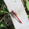 Sympetrum sanguineum